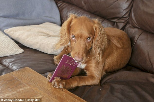 Família cancela férias de 3.000€: &#8220;O cão roeu-me os passaportes&#8230;&#8221;