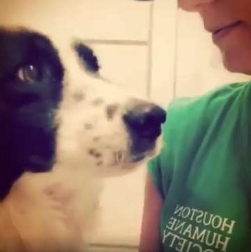 Video: A expressão deste cão, abandonado num abrigo, emociona qualquer um