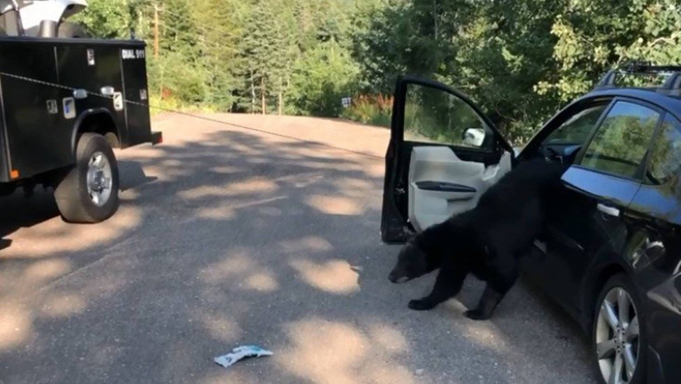 Video: Polícia solta urso que se trancou num carro