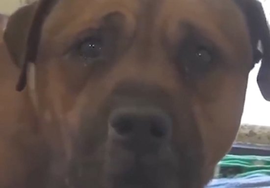 Video: Cão de coração partido &#8220;chora&#8221; depois de perceber que foi abandonado