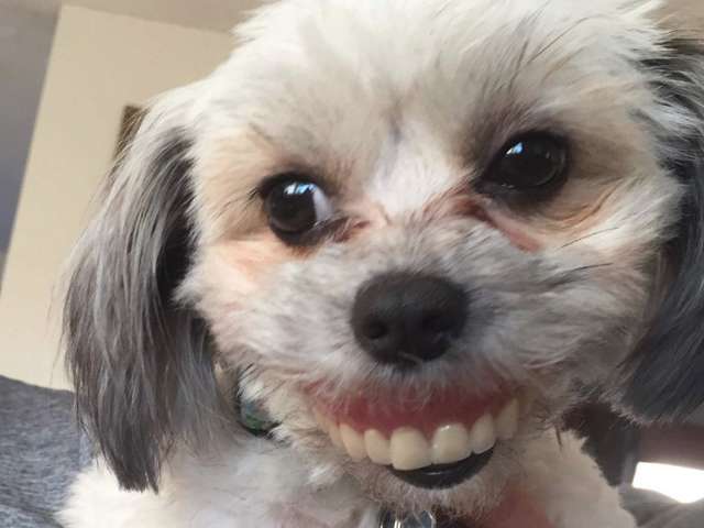 Cadela ganha novo &#8220;sorriso&#8221; depois de &#8220;roubar&#8221; a dentadura do dono