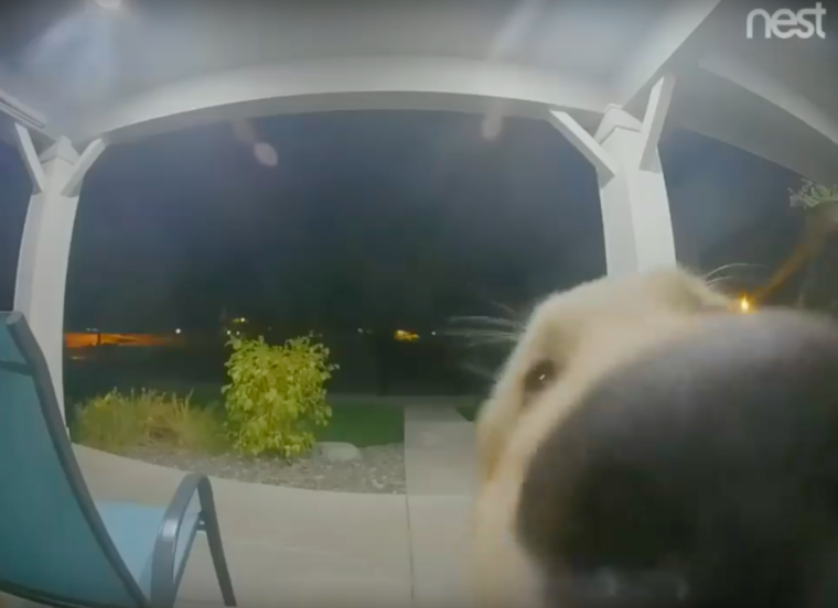 Video: Cachorrinho foge de casa, arrepende-se, e bate à porta para voltar a entrar