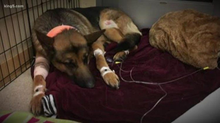 Video: Rex, o cão herói que levou 3 tiros para salvar o dono de 16 anos