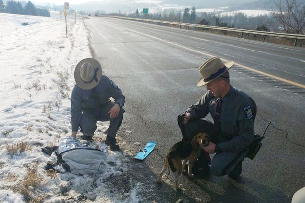 Camionista salva dois cães beagle atirados pela janela de um carro