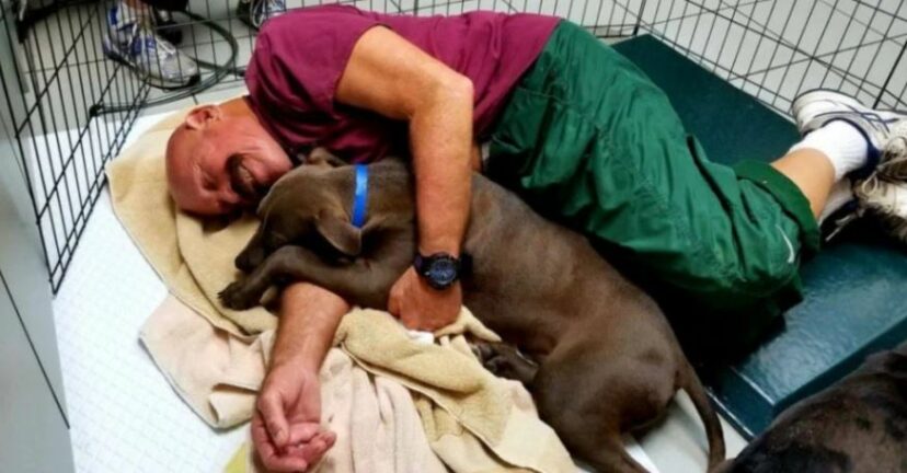Video: Abrigo aceita &#8220;trabalhadores&#8221; para dar carinho a cães assustados