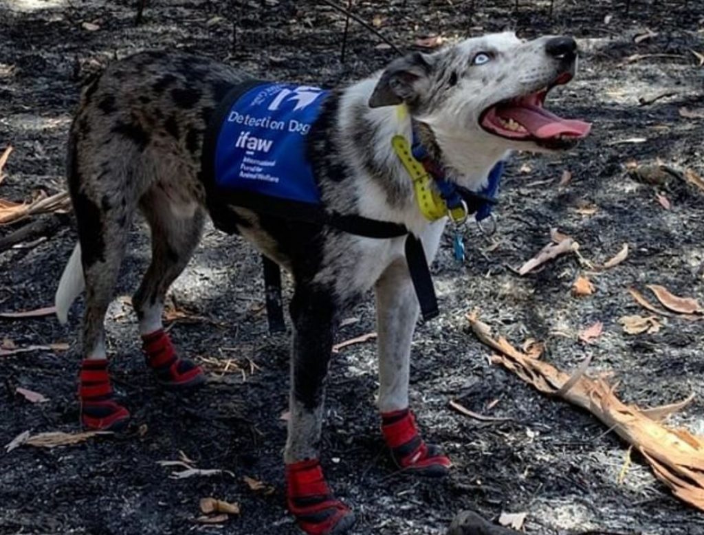 Cão &#8220;herói&#8221; ajudou bombeiros a salvar coalas feridos dos incêndios na Austrália