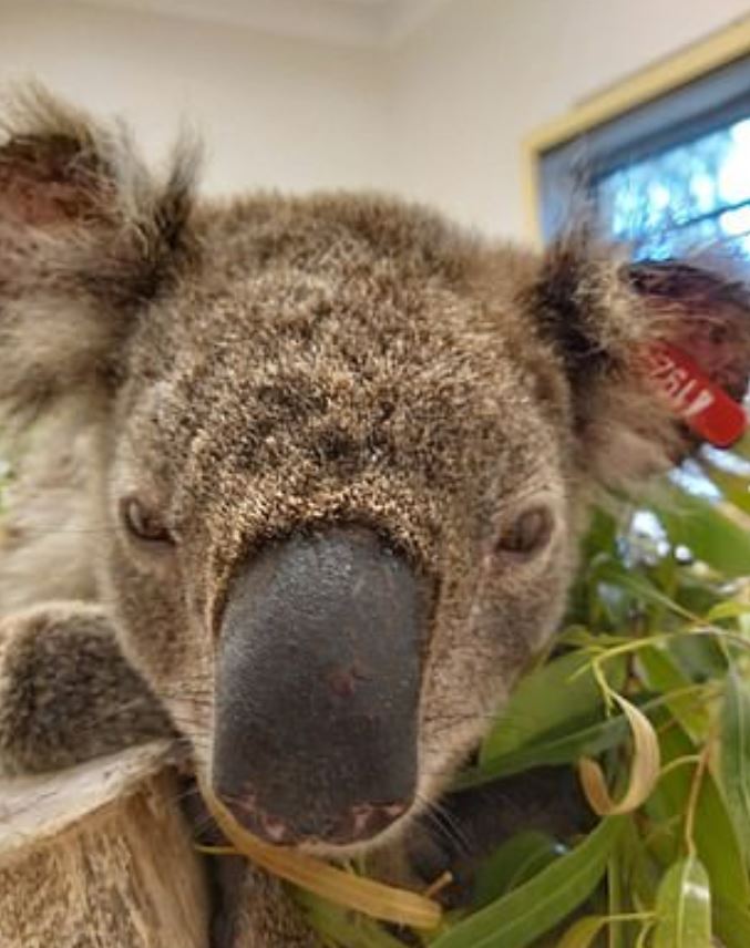 Cão &#8220;herói&#8221; ajudou bombeiros a salvar coalas feridos dos incêndios na Austrália