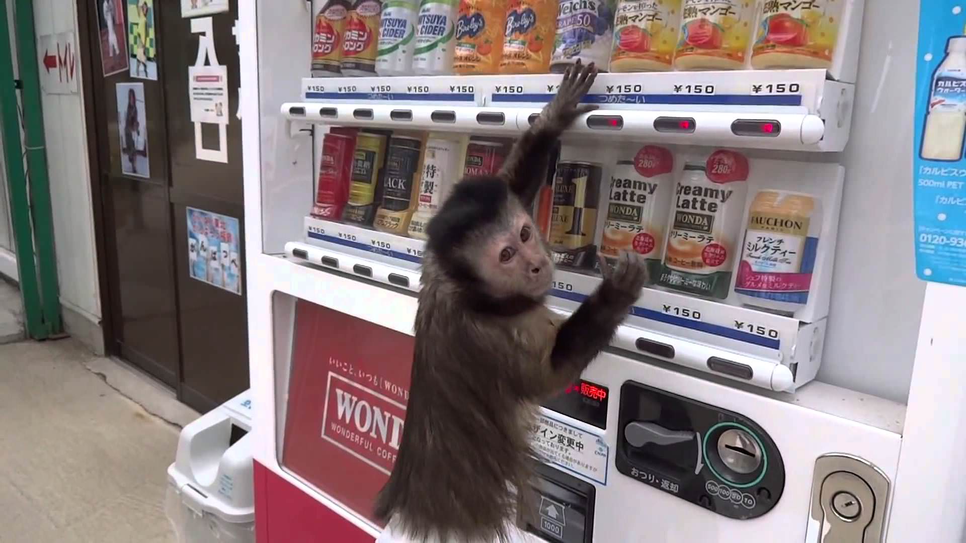 Um macaco que compra sumos na máquina. Brilhante.