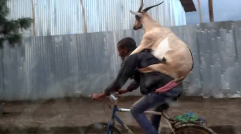 Uma cabra em cima de um homem em cima de uma bicicleta. Confuso?