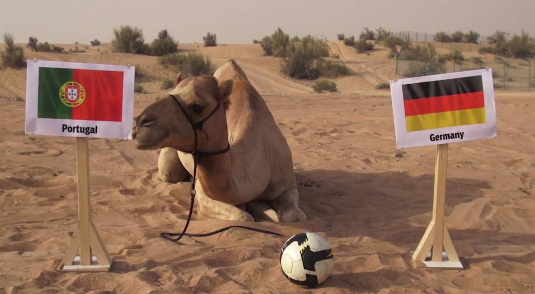 Portugal ganha hoje. Palavra do camelo Shaeen.