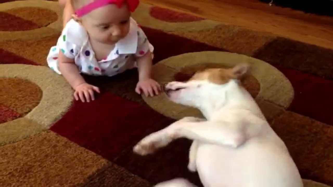 Cão ensina bebé a rastejar. Lindo.