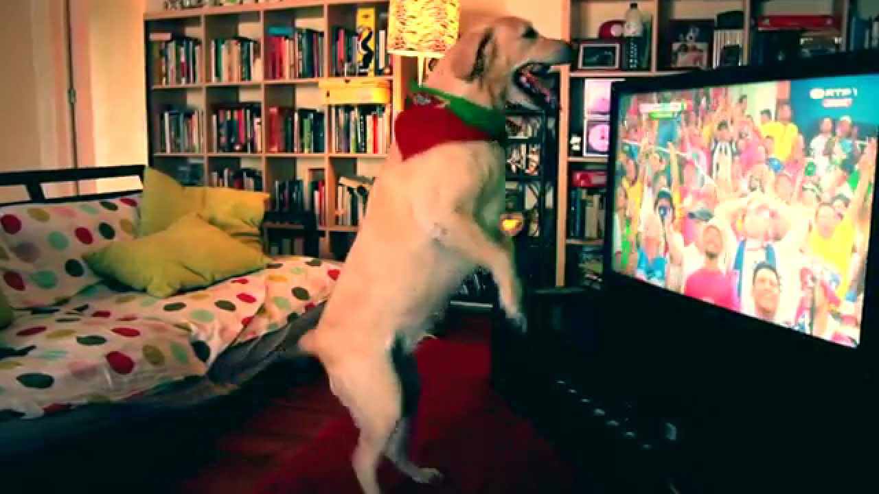 Cão festeja golo de Portugal. Lindo.