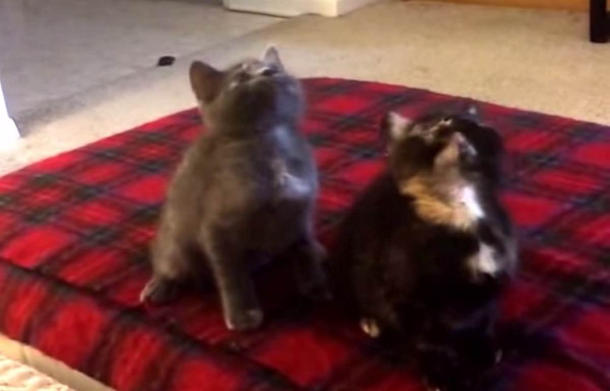 Dois gatos a dançar &#8220;Turn Down for What&#8221;&#8230; LINDO!