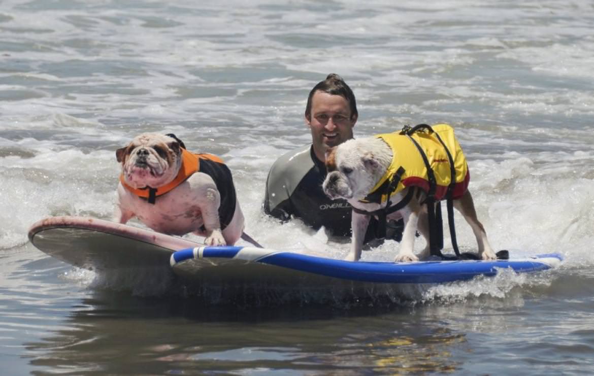 Campeonato de Surf para cães.