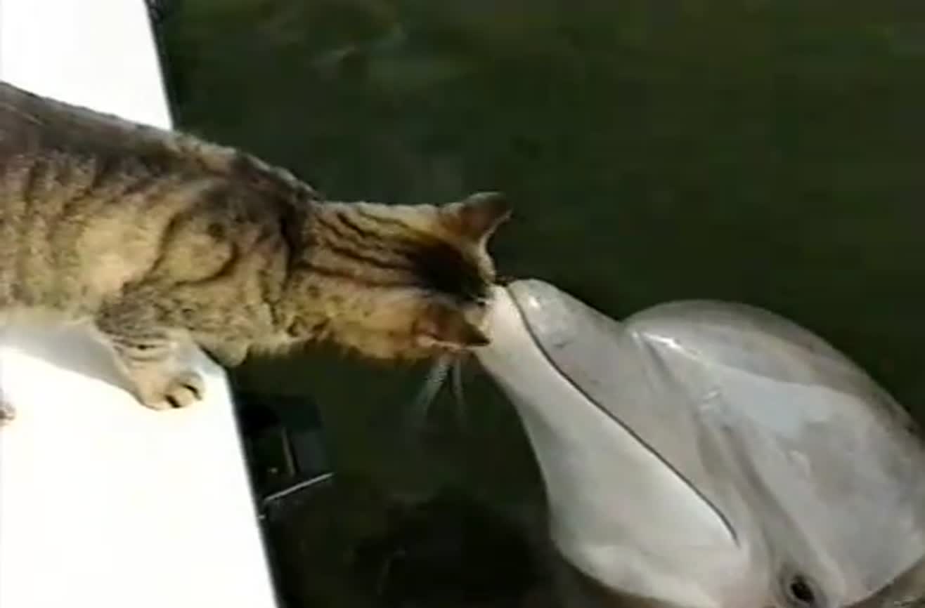 A improvável amizade entre um golfinho e um gato.