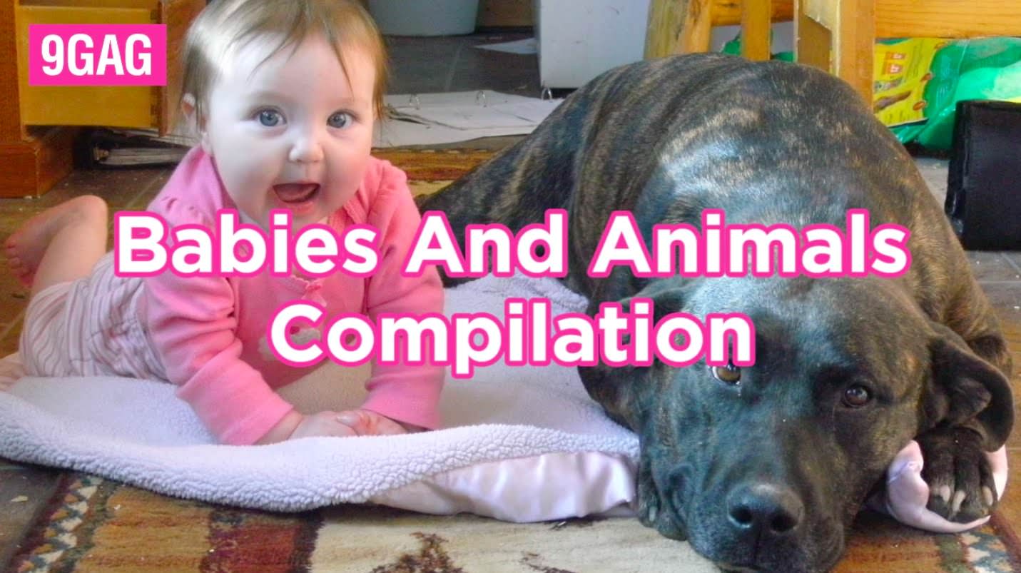 Compilação: bebés e animais. Fofura extrema.