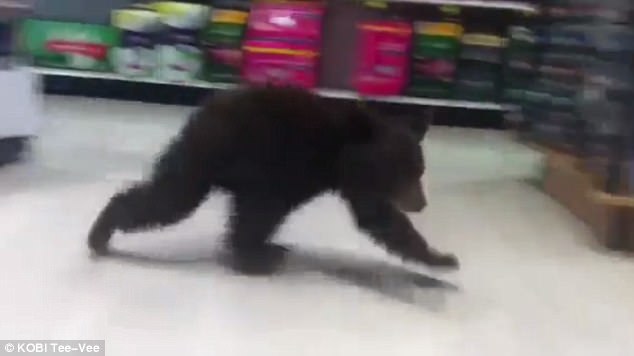 Urso bebé a passear num supermercado nos Estados Unidos.