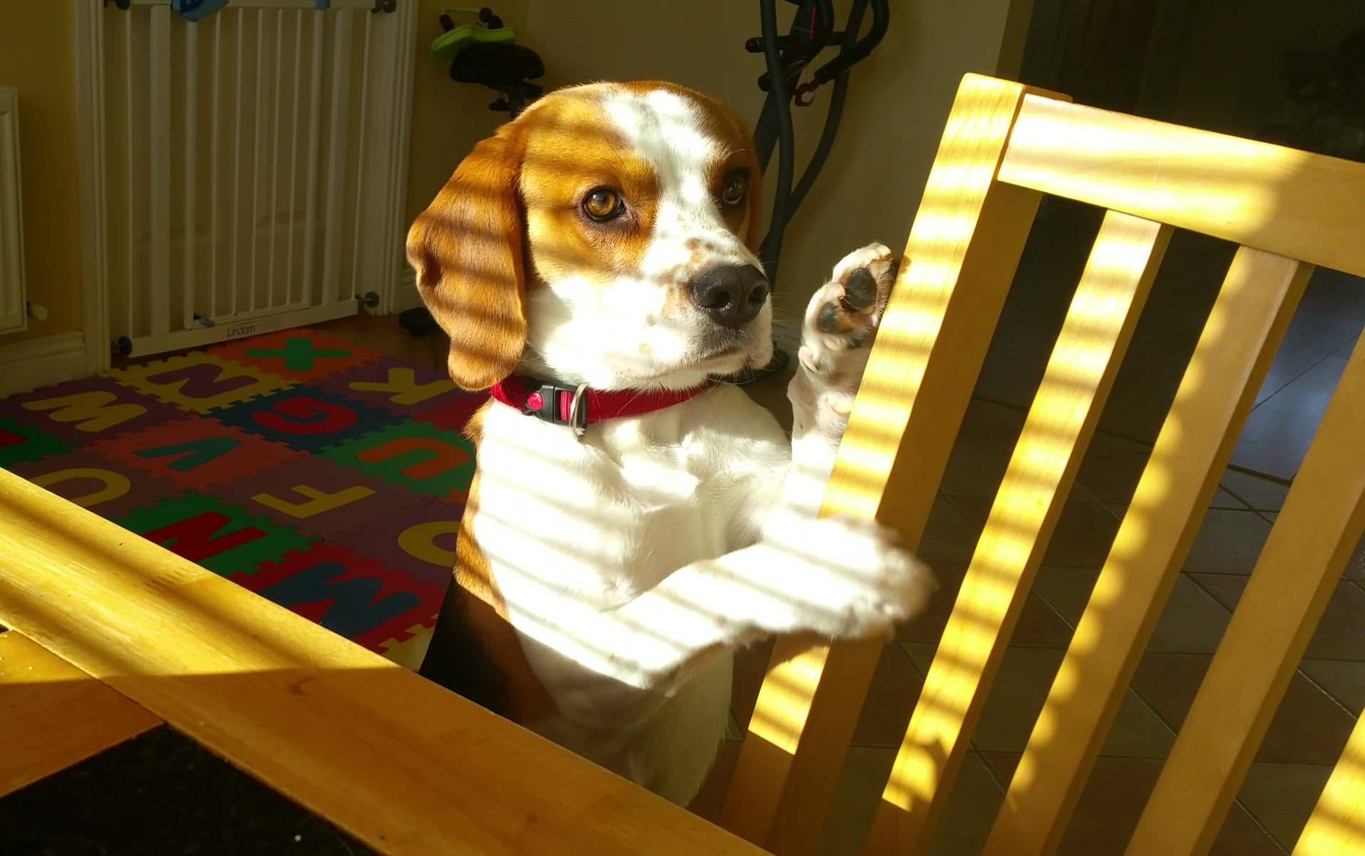 Beagle negoceia trocar brinquedo por bacon.