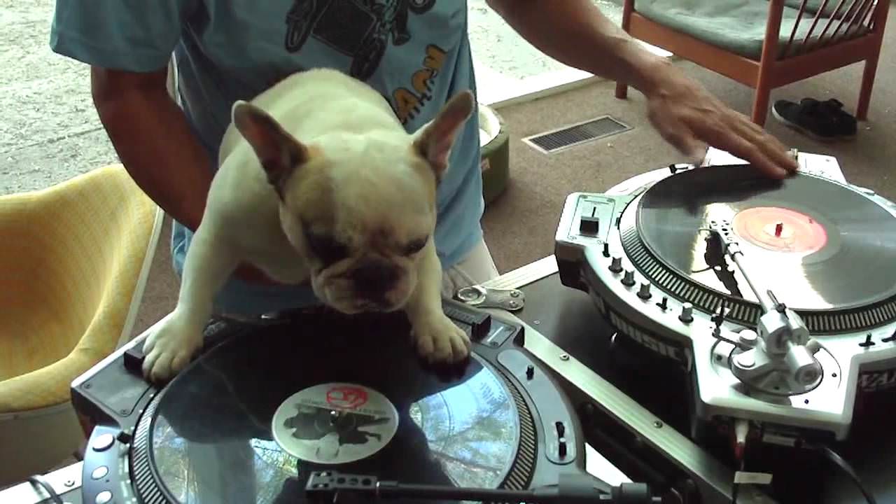 Um bulldog  DJ&#8230; que mistura como ninguém.