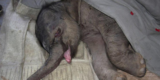 Elefante bebé chora 5 horas depois de a mãe o rejeitar.