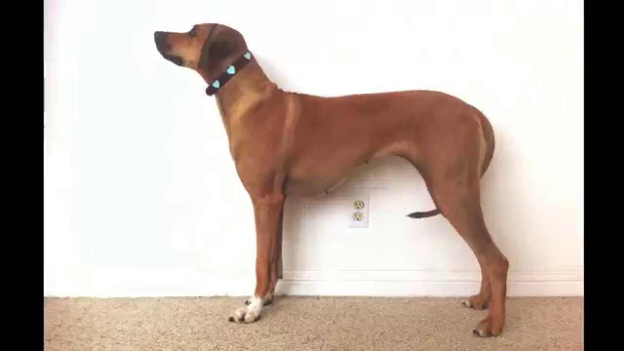 Timelapse: de cachorro a cão em 23 segundos.