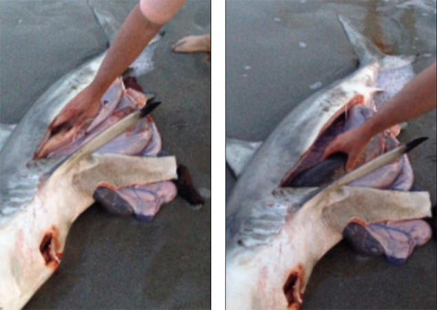 Homem ajuda tubarão já morto a dar à luz 3 tubarões bebés.