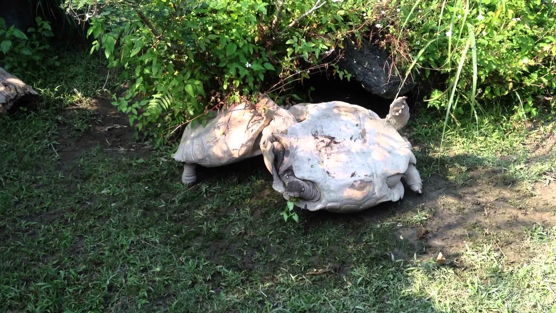 Tartaruga ajuda colega em apuros.