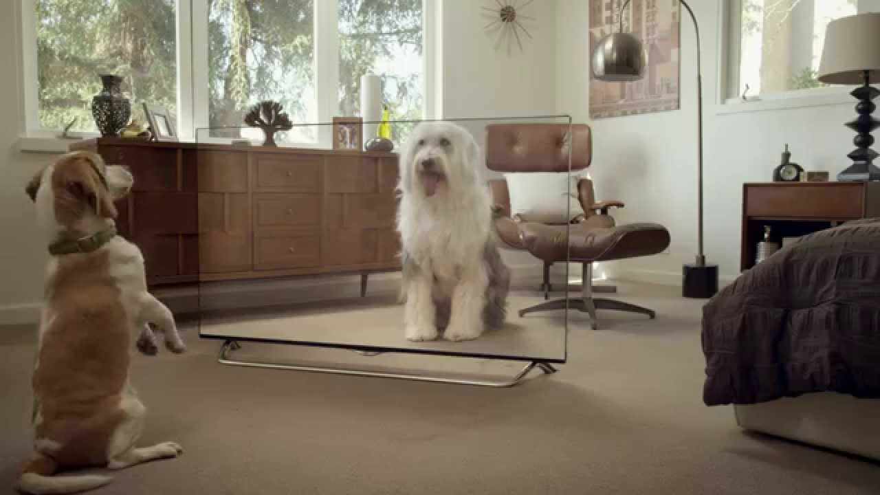 Como brincar com o cão lá de casa? Com uma TV 4K transparente.