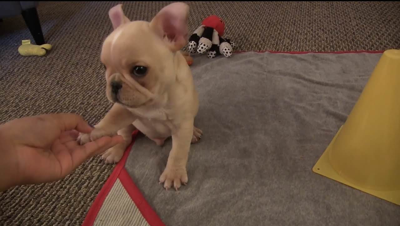Bulldog com 12 semanas aprende truques de forma surpreendente.