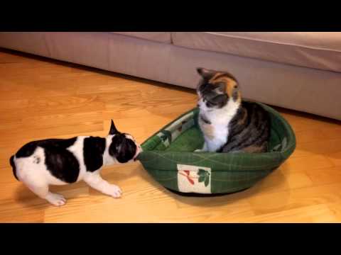 Cão vs Gato: a eterna batalha.