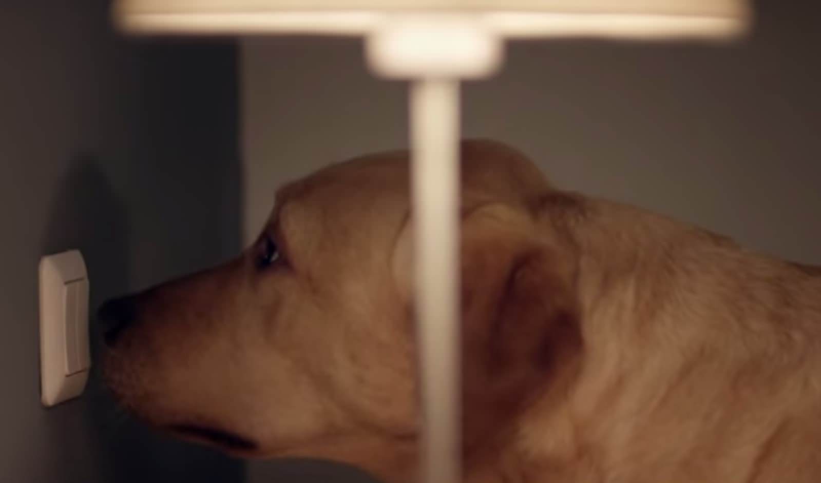 Anúncio com cão-guia ganha concurso para melhor spot TV na Holanda.