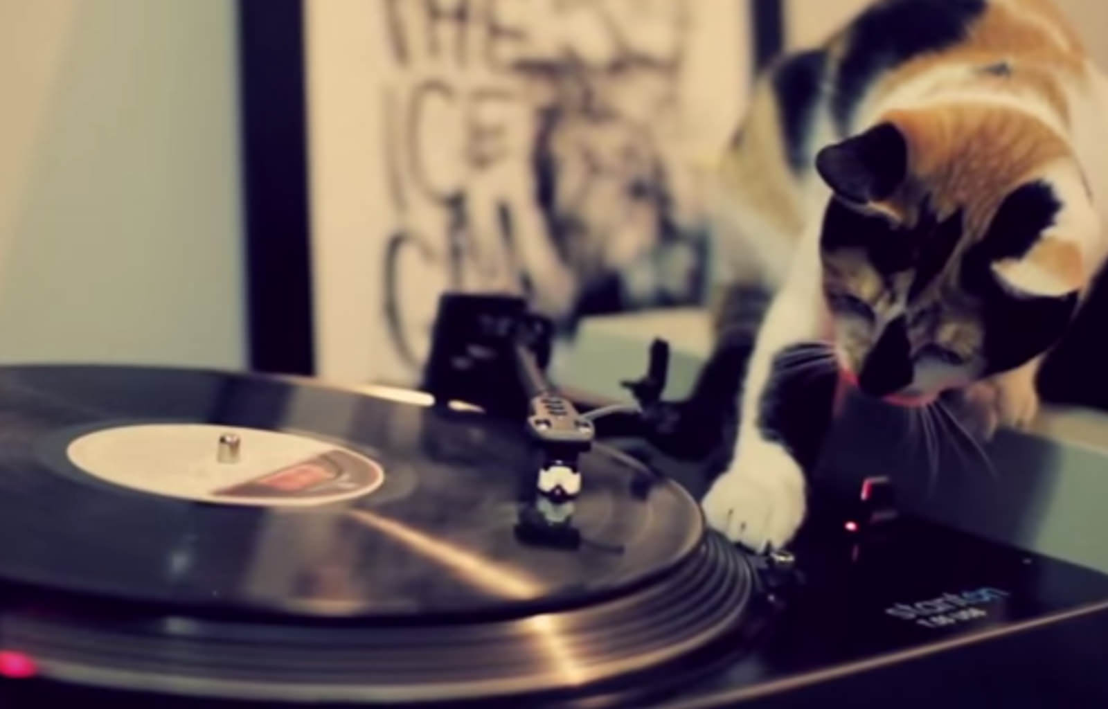 DJ Kittens: gatos a fazer scratch como um Pro.