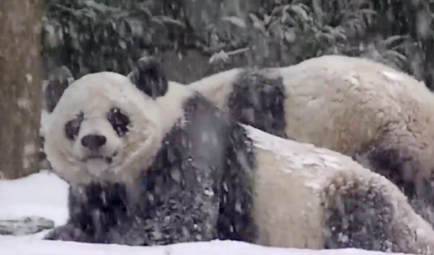 Panda gigante delicia-se pela primeira vez na neve.