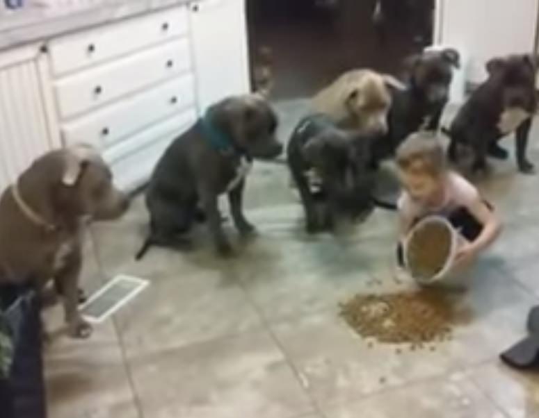 Menina de 4 anos controla 6 pitbulls na hora da refeição.