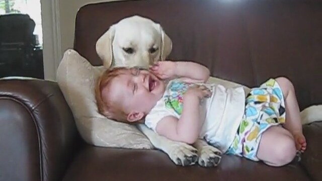 Este vídeo de um cão com um bebé vai fazer-te sorrir.