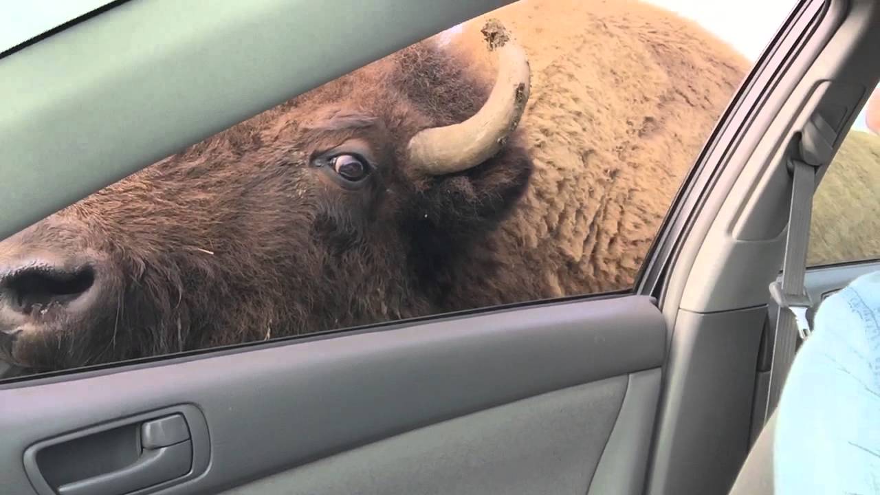 Búfalo quase entra pela janela de um carro num safari.