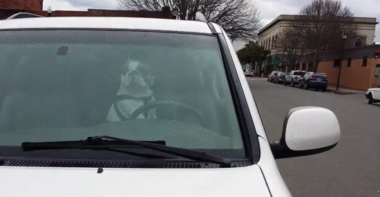 Este cão não gostou de ficar trancado no carro.