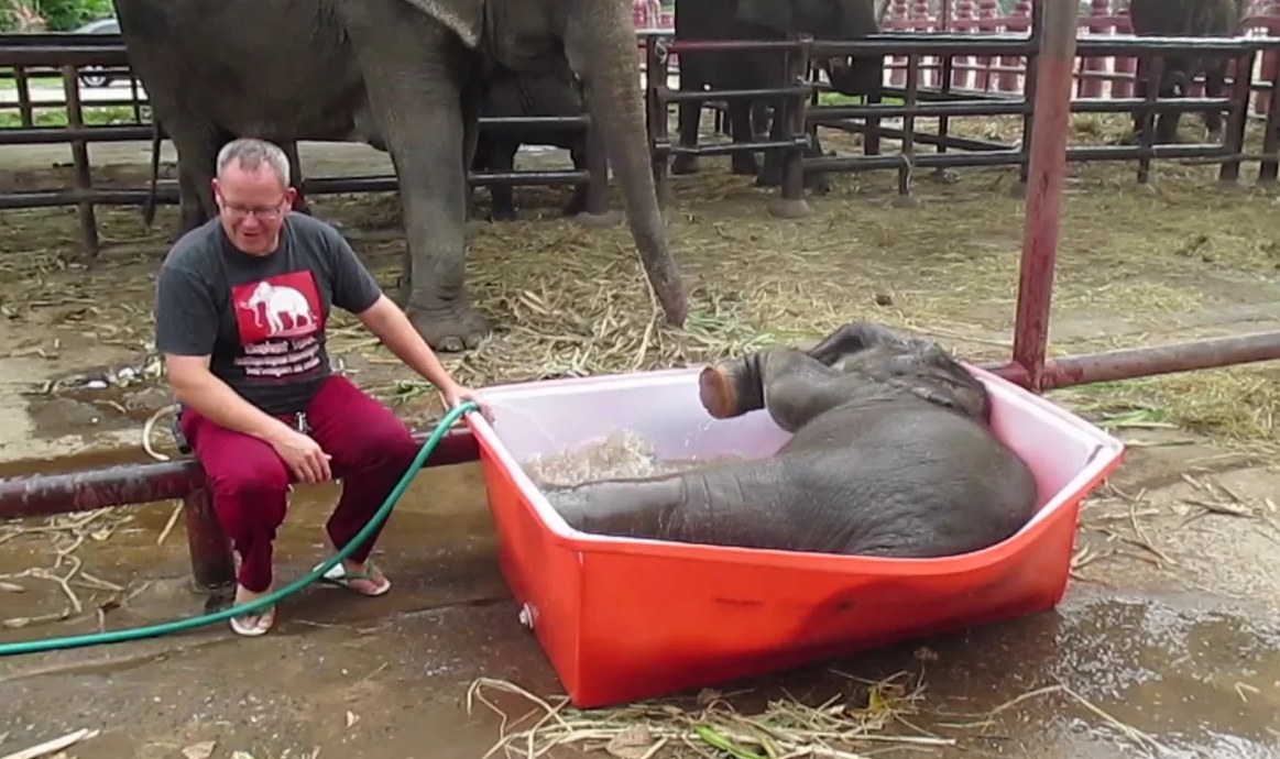 Bebé elefante vira hit ao tomar banho na banheira.