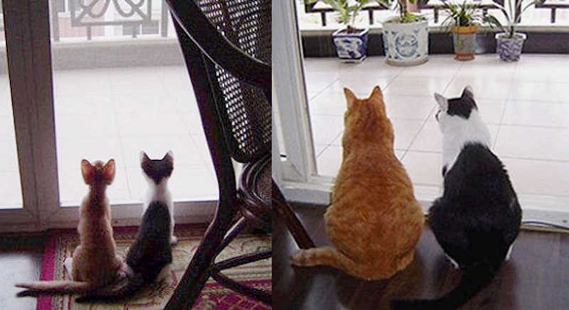 10 gatos antes e depois de crescerem.