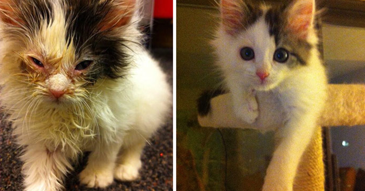 10 fotos de gatos antes e depois de serem resgatados da rua.