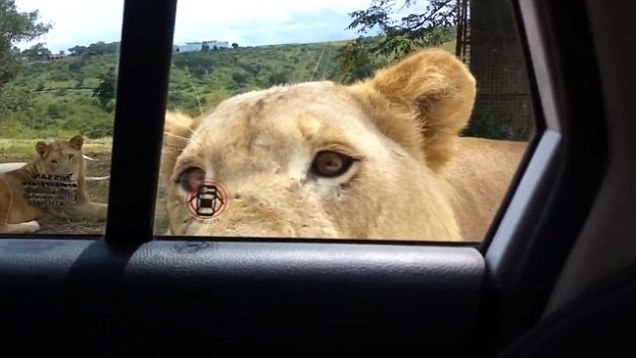 Leão aterroriza família ao abrir porta de carro em safari.