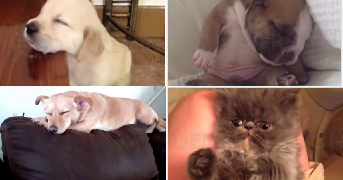 Quando gatos e cães caem de sono, tens um vídeo muito fofo.