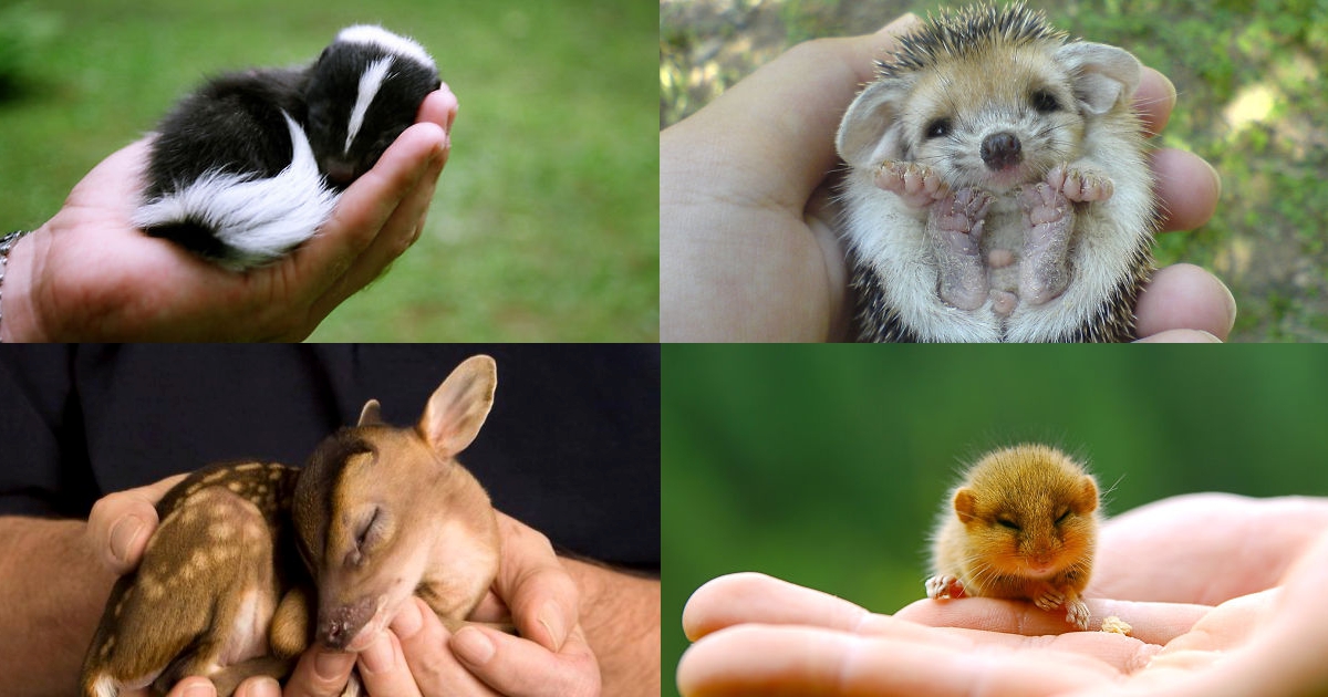 12 animais que cabem na palma da mão.