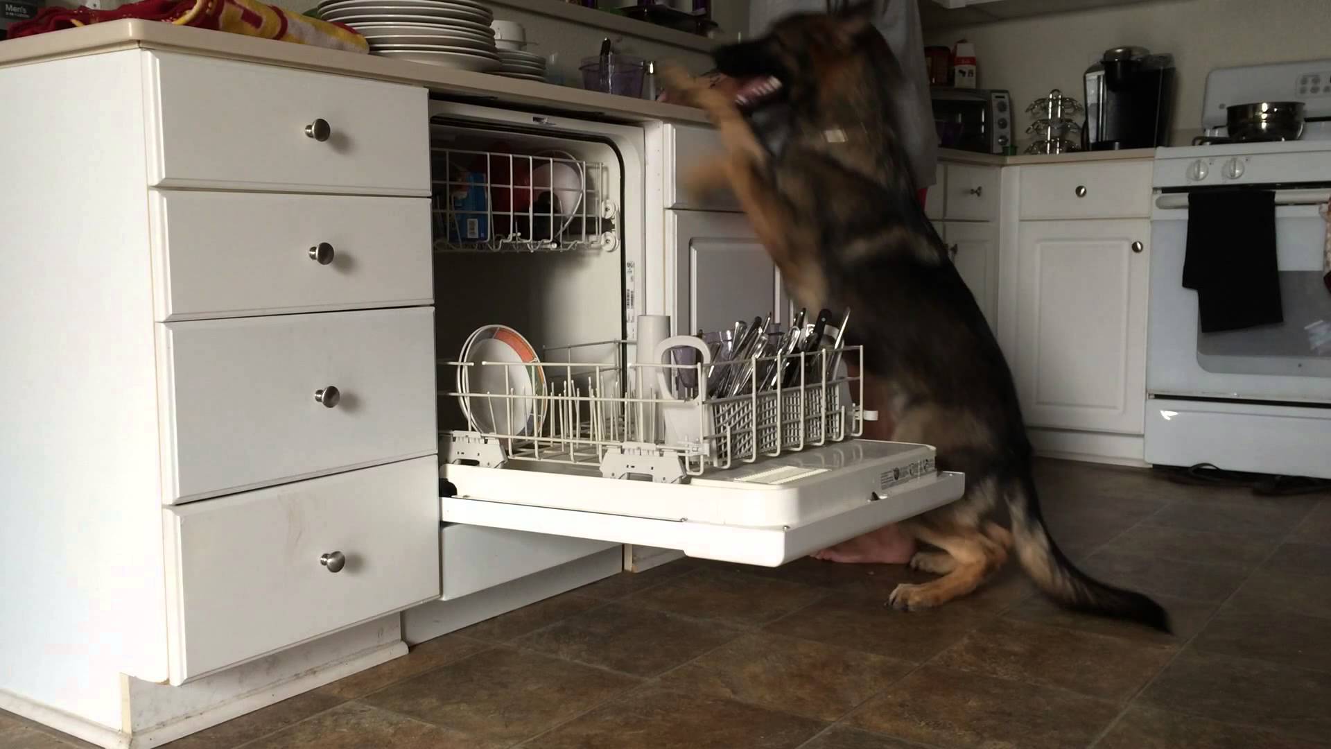 O cão que carrega a máquina de lavar loiça.