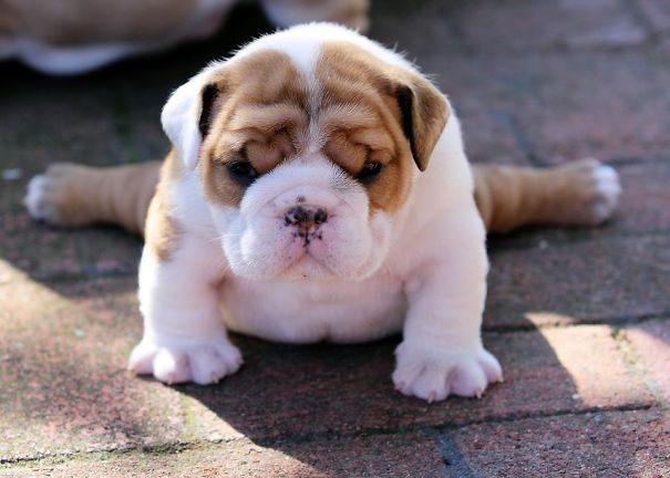 10 fotos de bulldogs que vão derreter o teu coração.