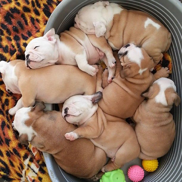 10 fotos de bulldogs que vão derreter o teu coração.