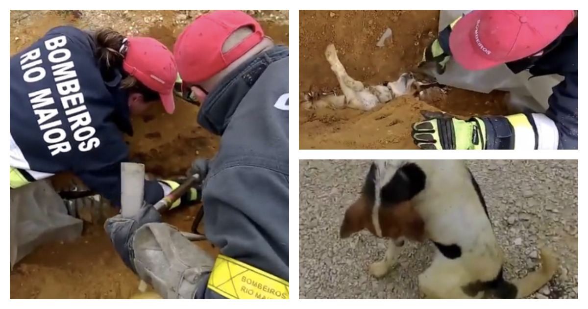 Bombeiros de Rio Maior salvam cão de forma extraordinária.