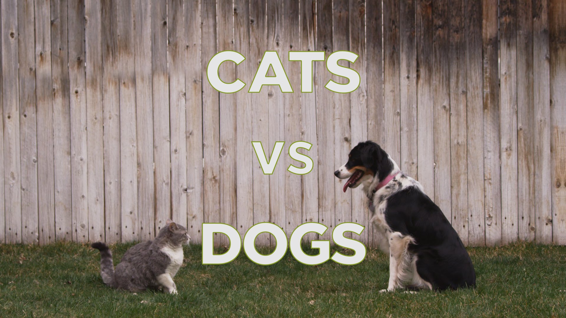 Teste: és mais gatos ou mais cães?