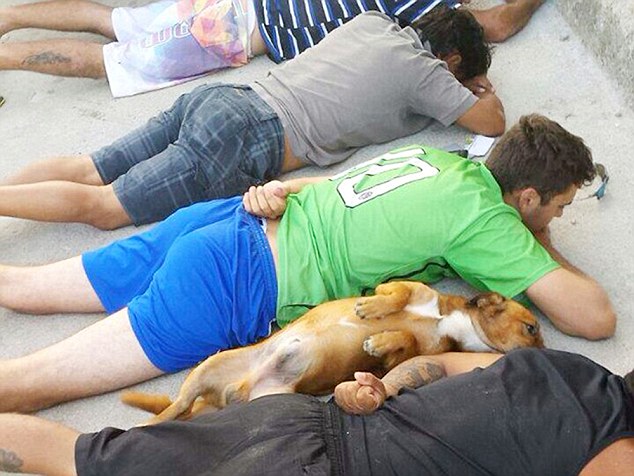 Cão de gang brasileiro rende-se à polícia.