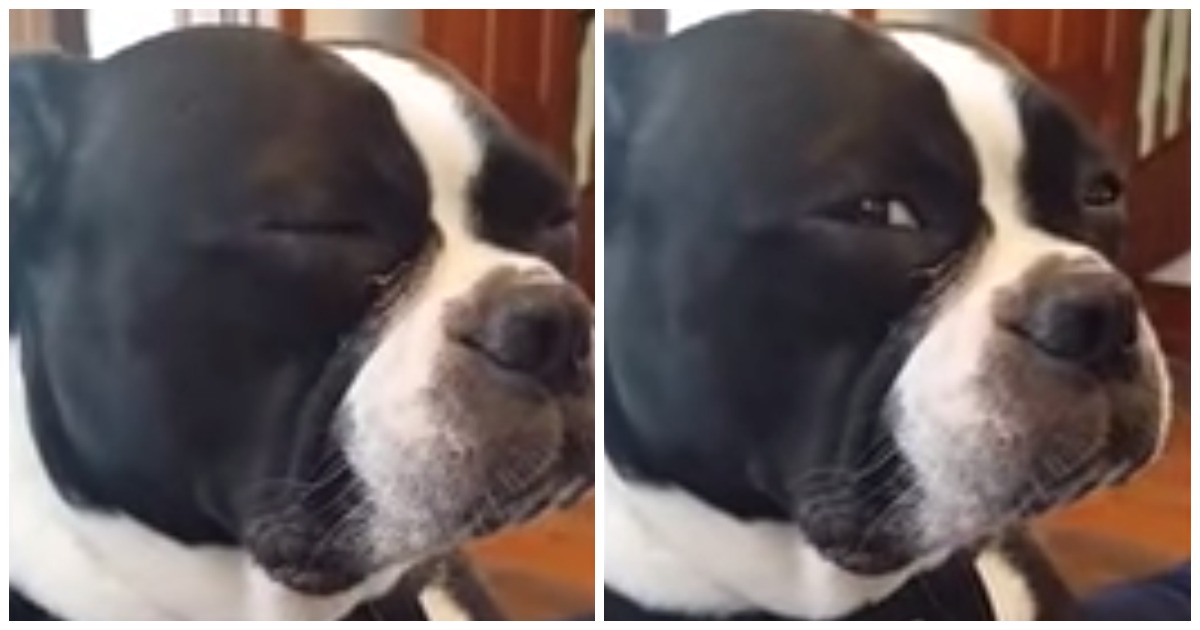 A reação genial deste cão ao saber que foi adoptado.